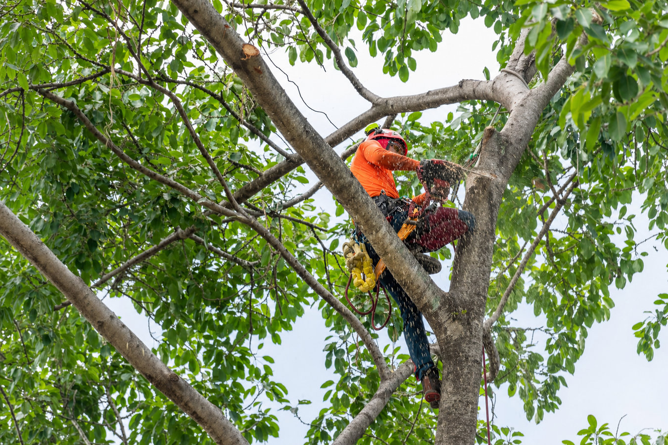 Commercial tree service in Ridgecrest, CA