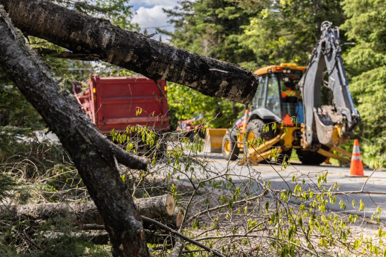Emergency tree service in Ridgecrest, CA