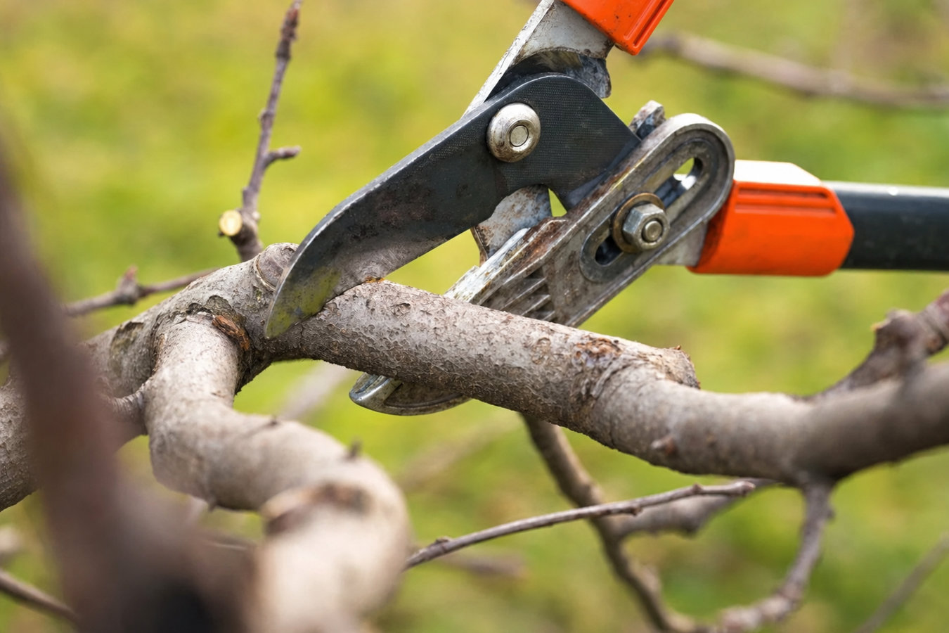 Tree pruning in Ridgecrest, CA